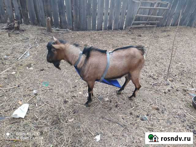 Козел альпийский 1 год 2 мес, козёл случка Сухой Лог - изображение 1