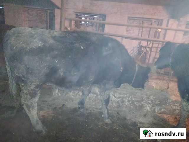 Тёлка Абердин Ангус на мясо говядина Москва - изображение 1