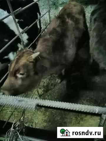 Быки Северо-Восточные Сады - изображение 1