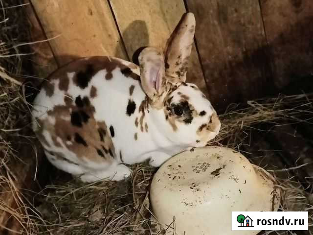 Кролики породы рекс Крутиха - изображение 1