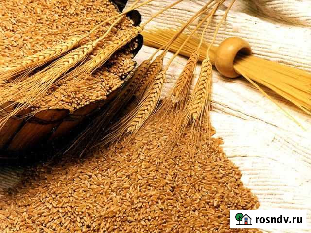 Продается: Пшеница; Ячмень; Горох; Сено люцер Ладожская - изображение 1