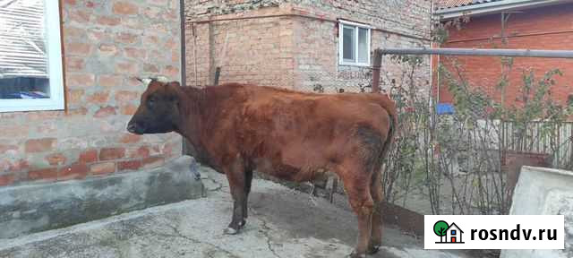 Корова Грозный - изображение 1