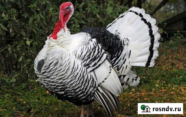 Индюк Шамхал - изображение 1