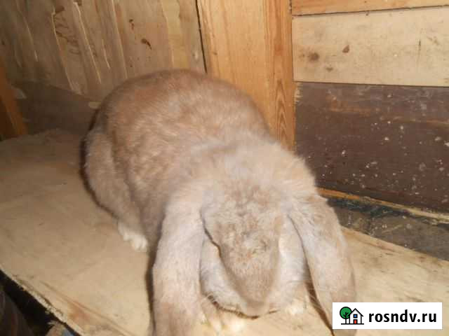 Кролики мясных пород Воронеж - изображение 1