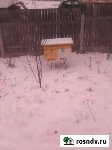 Пчеломатки Новошешминск - изображение 1