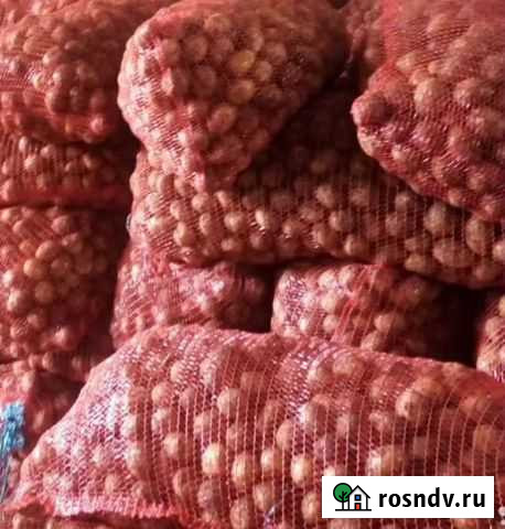 Крупный картофель 5+. Гала Канск - изображение 1