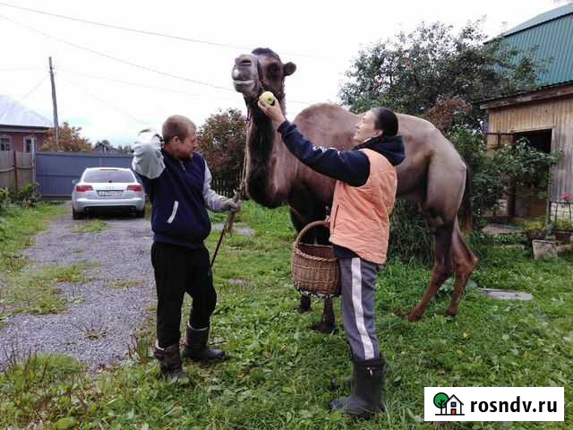Верблю(самец) Углич - изображение 1
