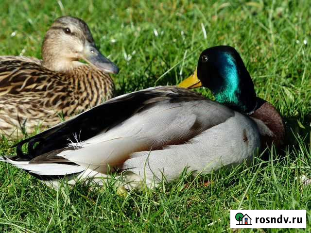 Утки Детчино - изображение 1