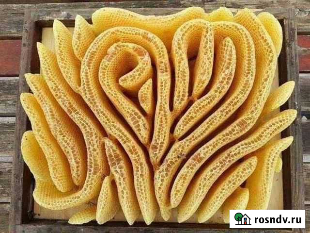 Пчелы карника отводки матки 2022 года Новосибирск - изображение 1