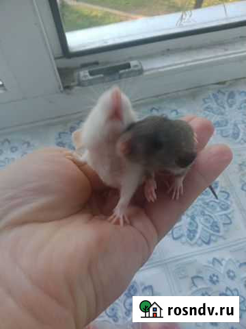 Крысы Ковров - изображение 1