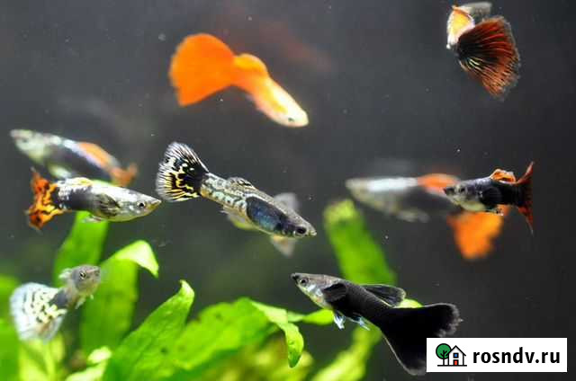 Гуппи Рязань - изображение 1