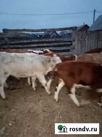 Бычки Лопатино - изображение 1