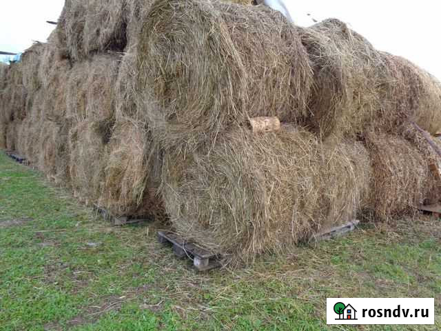 Сено, сенаж Березники - изображение 1
