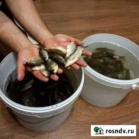 Живец карась Саранск - изображение 1