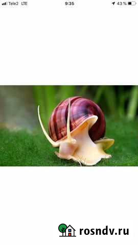 Улитки ампулярии Новосибирск - изображение 1