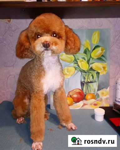 Стрижка собак и кошек Волоколамск - изображение 1