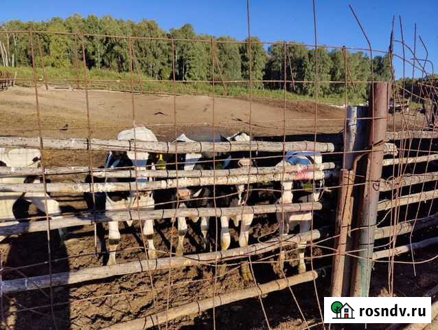 Телята, быки Кемерово - изображение 1