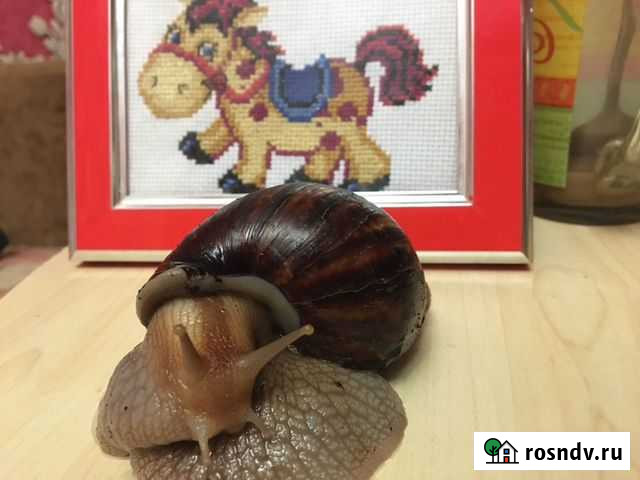 4 Улитки Ахатины Рубцовск - изображение 1