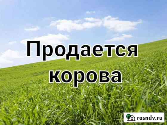 Продается корова Янаул