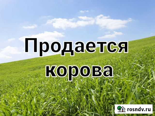 Продается корова Янаул - изображение 1