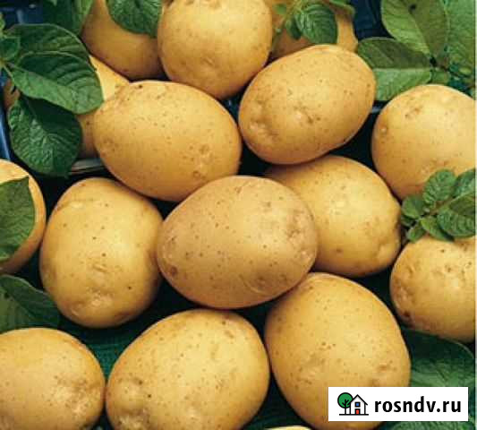 Картофель мелкий желтый Свободный - изображение 1