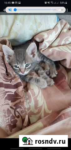 Передержка кошек Ростов-на-Дону - изображение 1