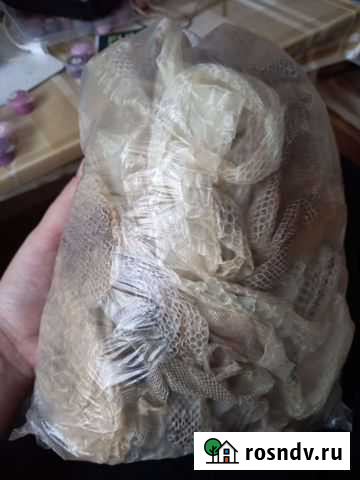 Змеиные шкурки-выползки Новосибирск - изображение 1