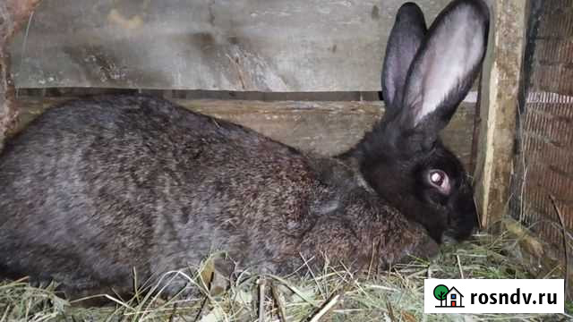 Кролики разных возрастов Саратов - изображение 1