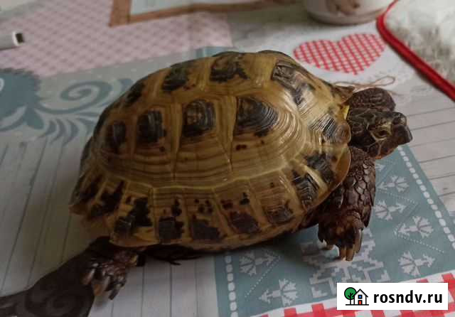Черепаха Москва - изображение 1
