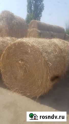 Солома ячменная Пролетарск - изображение 1