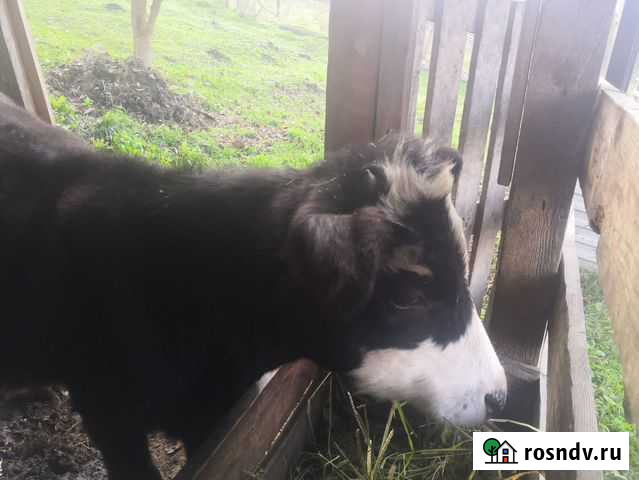 Телочки Северо-Восточные Сады - изображение 1