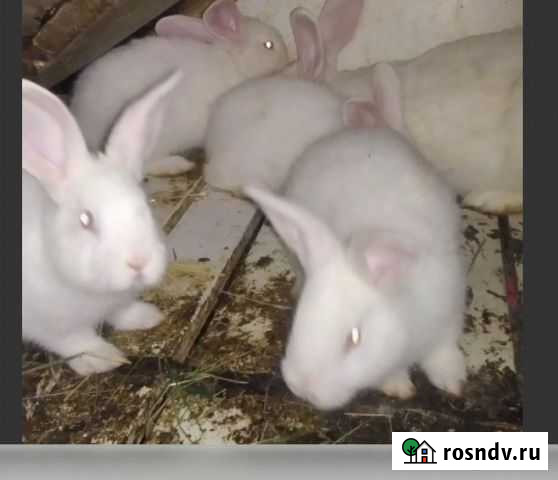 Белый Паннон Новошахтинск - изображение 1