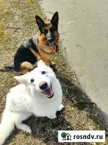 Кинолог Санкт-Петербург - изображение 1