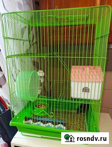 Крысочка в комплекте всё новое Барнаул - изображение 1