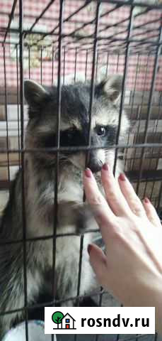 Енот вязка Новокузнецк - изображение 1