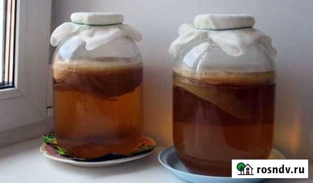 Чайный гриб Южный - изображение 1