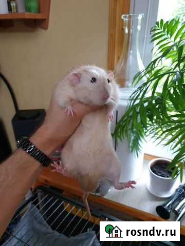 Случка, вязка дамбо сиамец Московский - изображение 1