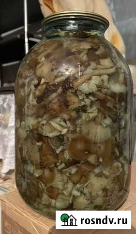 Грибы Динская - изображение 1