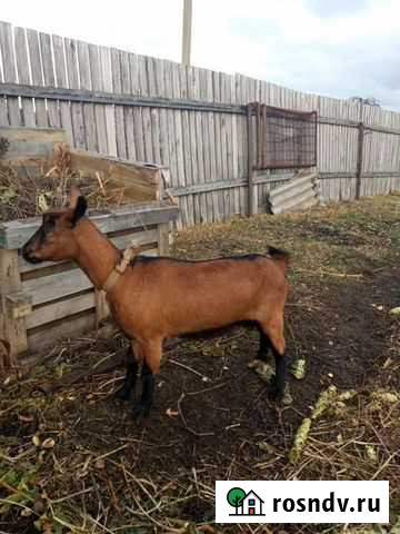 Чешская коза Кунгур - изображение 1