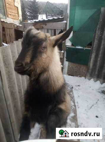 Козёл в альпийском стиле. Камолый. Ищет невест. На Маркова - изображение 1