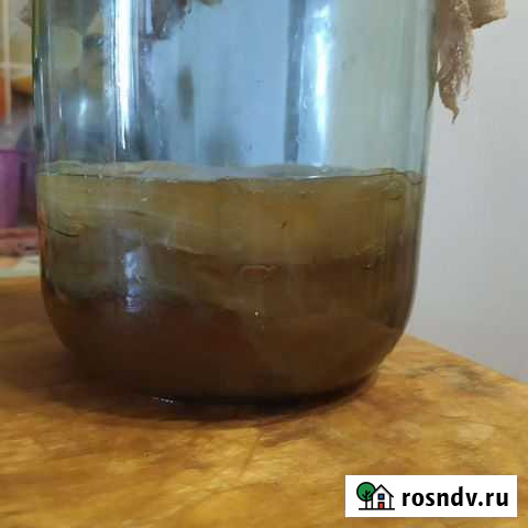 Чайный гриб Челябинск - изображение 1