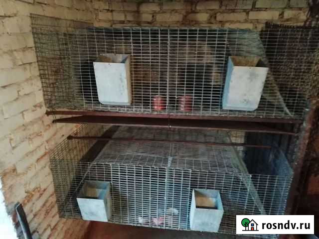 Клетки кроликов Солнцево - изображение 1