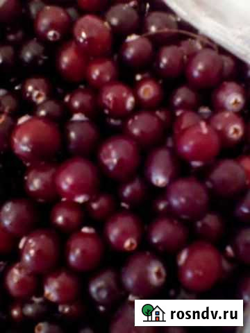 Брусника,Клюква и др.ягода Ангарск - изображение 1