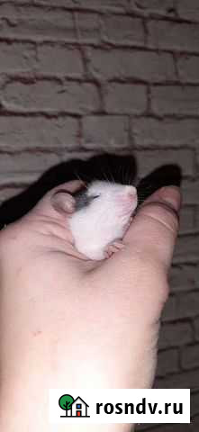 Крыса дамбо Чернянка - изображение 1