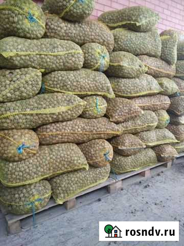 Орех грецкий Армавир - изображение 1