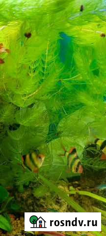 Аквариумные растения Майкоп - изображение 1