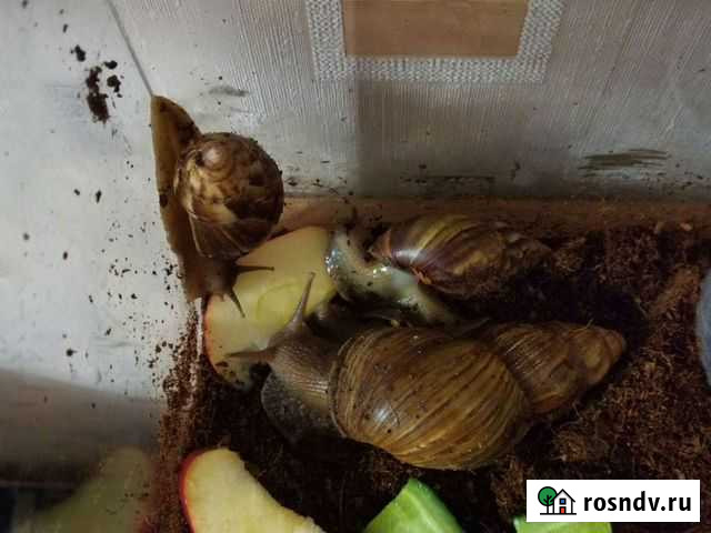 Улитки ахатины Хабаровск - изображение 1