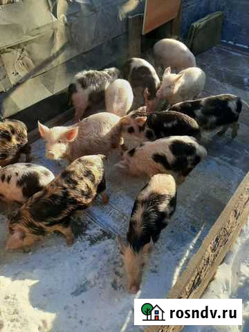 Поросенок Улан-Удэ - изображение 1