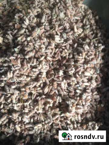 Сосновые почки Набережные Челны - изображение 1