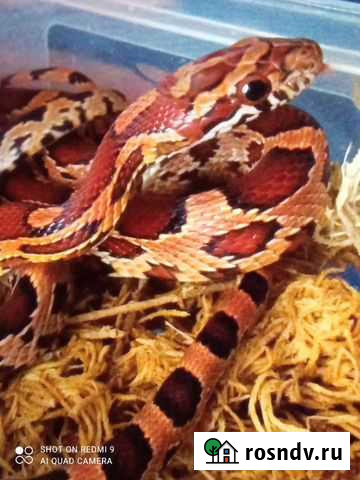 Маисовый полоз разных морф Москва - изображение 1